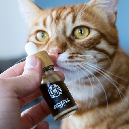 Bacon CBD Oil Oils Lucky Hemp