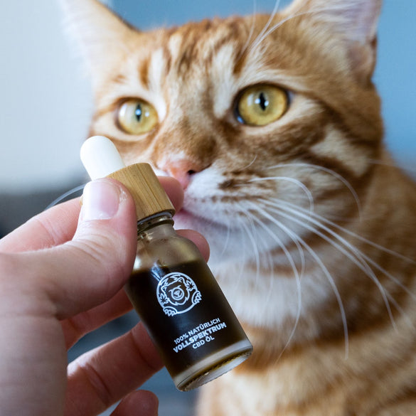 Bacon CBD Oil Oils Lucky Hemp