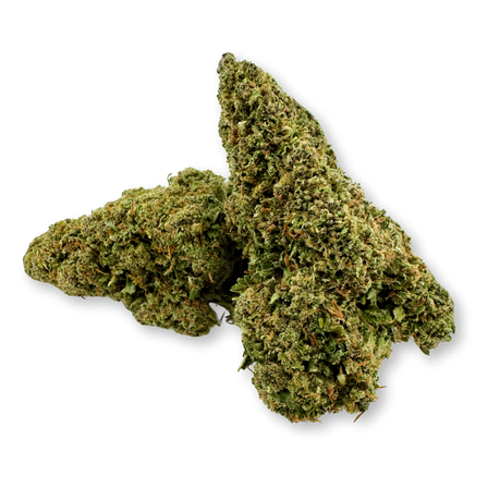 Pack écologique Grand-père Violet