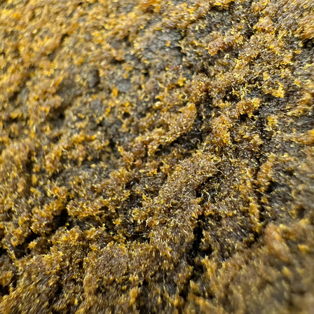 King Hazula Hash Ecopack Flowers Lucky Hemp