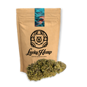 Earthquake CBD