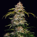 Sour Diesel US Seeds Feminized Seeds Lucky Hemp   