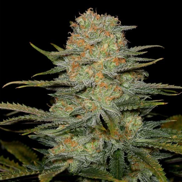 Amnesia CBD Seeds Feminized Seeds Lucky Hemp   